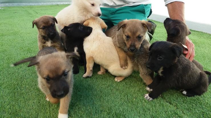 Np Depo Rescate Caan Cachorros. DEPUTACIÓN DE PONTEVEDRA 