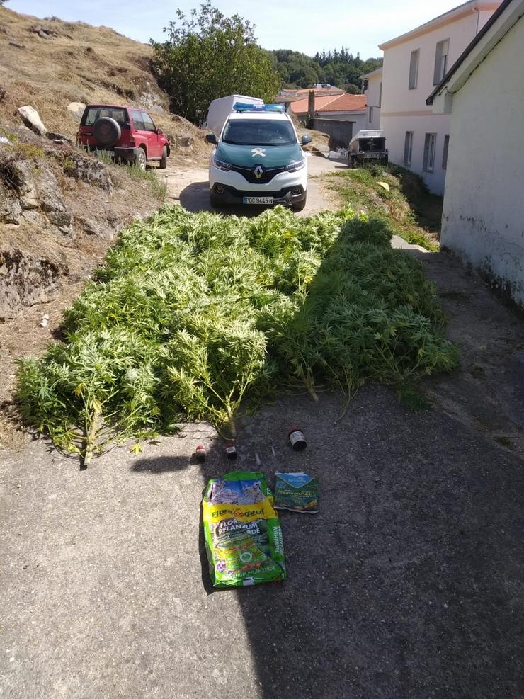 31 Plantas De Marihuana Incautadas Pola Garda Civil A Un Veciño De Xinzo De Limia (Ourense).. GARDA CIVIL 