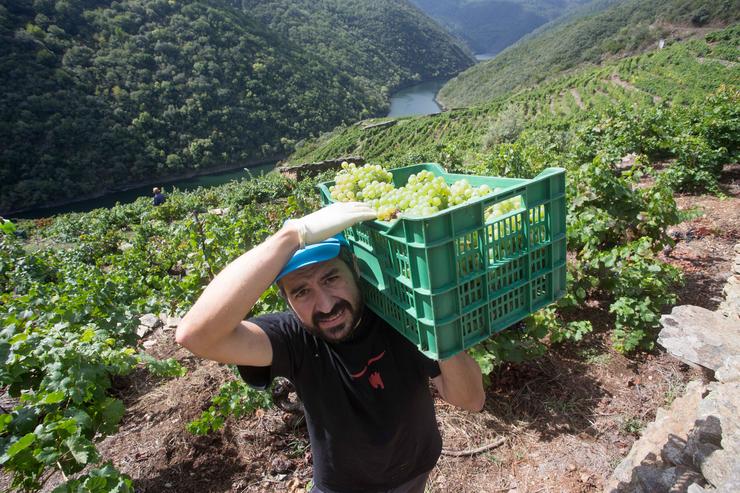 O vendimiador Jorge Bendiña recolle uva godello na viña familiar da Ribeira de Vilachá sobre o Río Sil, a 18 de setembro de 2021, en Vilachá de Salvadur, A Pobra de Brollón, Lugo, Galicia, (España). Na aldea de Vilachá de Salvadur, os viticul. Carlos Castro - Europa Press / Europa Press