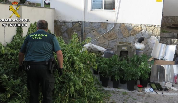 Plantas de marihuana localizadas pola Garda Civil nun invernadoiro de Vilanova de Arousa (Pontevedra), cuxo dono está investigado penalmente por tráfico de drogas e defraudación do fluído eléctrico.. GARDA CIVIL 