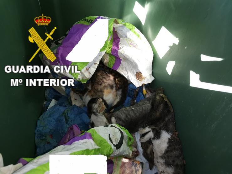 Crías de gato achadas nun colector de lixo por cuxa morte a Garda Civil investiga a un veciño de Curtis (A Coruña).. GARDA CIVIL 