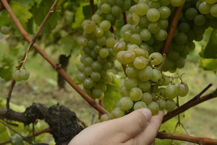 As uvas dun viñedo de variedade ?treixadura?, danadas pola sarabia, na adega Coto de Gomariz, a 1 de setembro de 2021, na comarca do Ribeiro, Ourense, Galicia (España). Algúns viñedos perderon o 80% da súa produción como consecuencia de. Rosa Veiga - Europa Press 