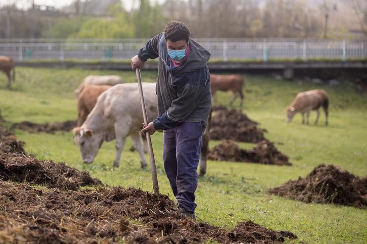 Un gandeiro traballa na leira onde pastan as súas vacas do barrio da Tolda 
