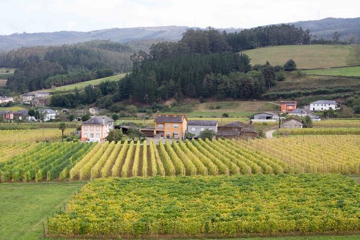 Plantacións de faba fresca, a 23 de setembro de 2021, en San Adriano de Lourenzá, Lugo 