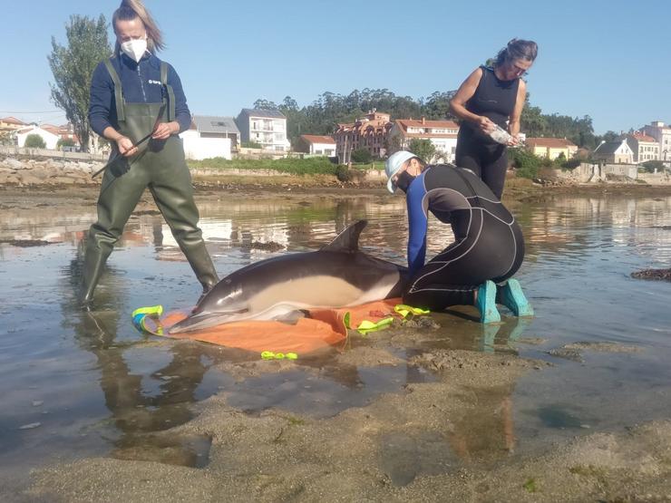 Técnicas de CEMMA asisten a un golfiño varado na zona do Grove.. CEMMA / Europa Press