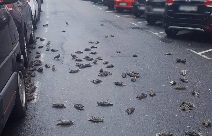 Estorniños falecidos no barrio de Caranza, en Ferrol 