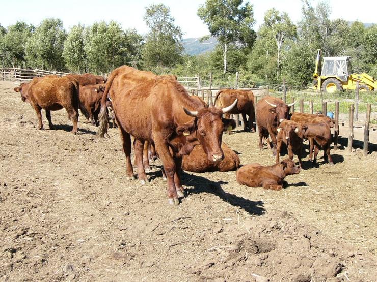 Vacas louras nun cercado ao aire libre nunha granxa de Ourense / Arquivo