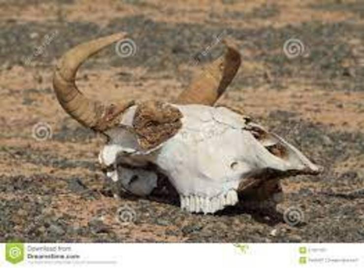 Cranio de Vaca / Dreamstime