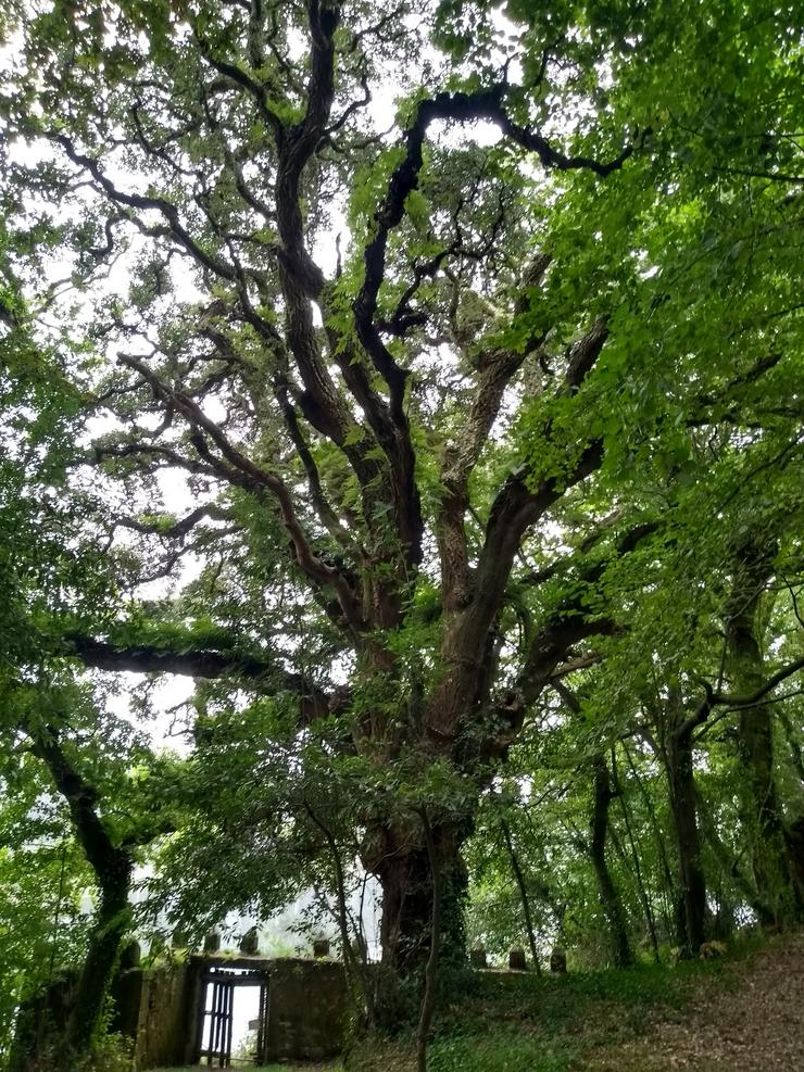 A Xunta someterá a informaciión pública a inclusión no catálogo de árbores singulares deste alcornoque. XUNTA 