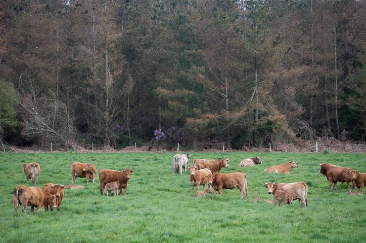 Arquivo - Un rabaño de vacas pasta fronte a un gran bosque de piñeiro en Candaido, A Fonsagrada a 22 de abril de 2021, en Lugo, Galicia (España). A moratoria para a plantación de eucalipto entrará en vigor en maio, para acelerar está a procederse á ta. Carlos Castro - Europa Press - Arquivo