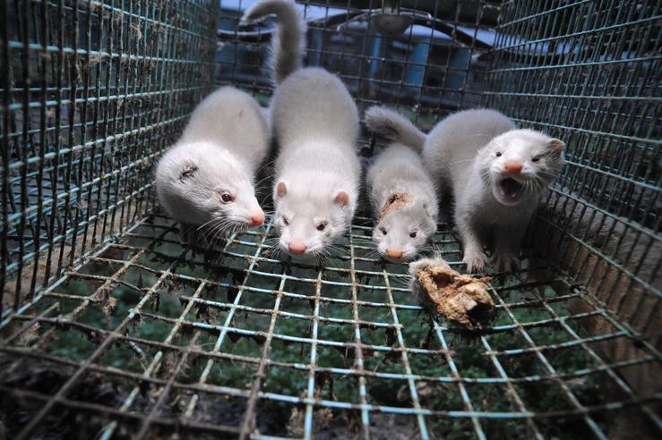 Visóns americanos na gaiola dunha granxa / WWF - Arquivo.