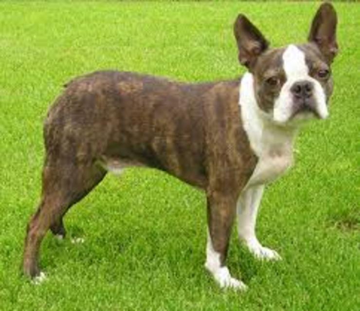 Un can Boston Terrier / Wikipedia