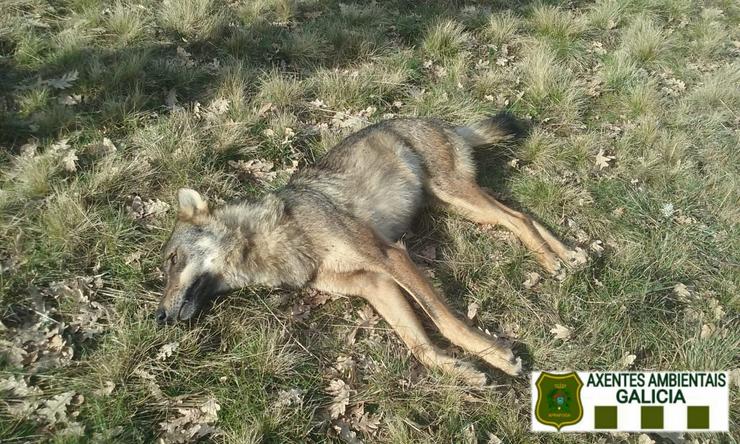 Un lobo morto dun tiro, neste caso trátase dunha femia atopada na Mezquita / Axentes medioambientais da Xunta