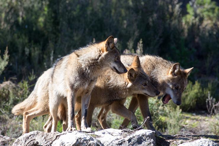 Lobos ibéricos / Carlos Castro - Europa Press - Arquivo. / Europa Press