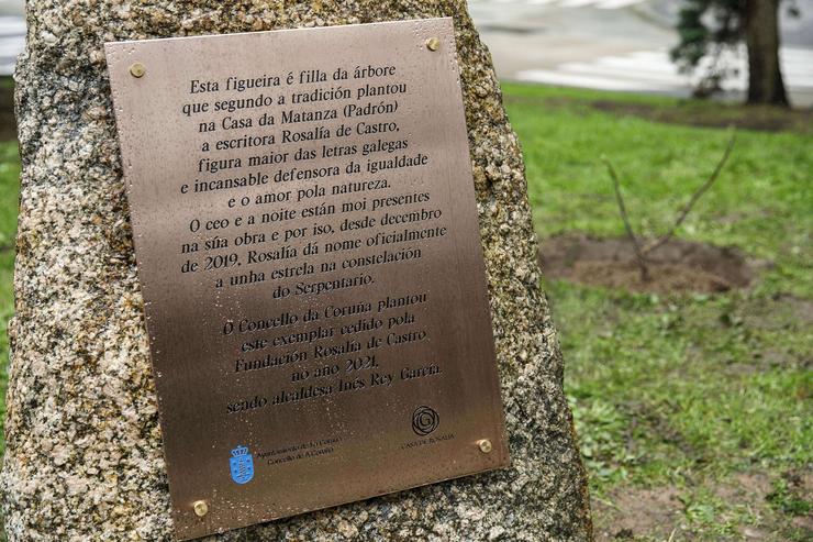 Unha higuera no parque de Santa Margarita da Coruña lembra a relación de Rosalía de Castro coa cidade hai 150 anos.. CONCELLO DA CORUÑA / Europa Press