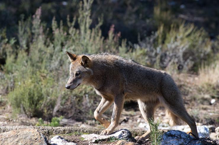 Un lobo ibérico / Carlos Castro - Arquivo