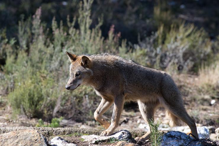 Un lobo ibérico do Centro do Lobo Ibérico en localidade de Robledo de Sanabria, en plena Serra da Culebra (lugar de maior concentración deste cánido no Sur de Europa). O Centro alberga 11 exemplares deste animal en situación de semilibertad e. Carlos Castro - Europa Press - Arquivo 