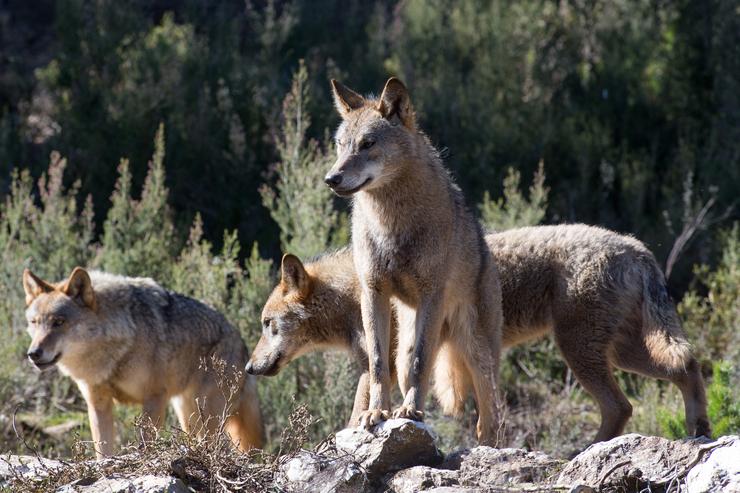 Varios lobos ibéricos do Centro do Lobo Ibérico na localidade de Robledo de Sanabria, 