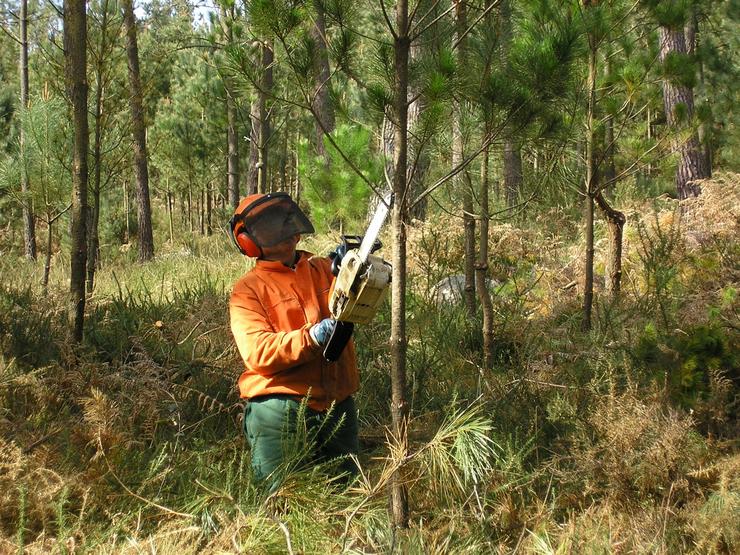 Traballos forestais. XUNTA