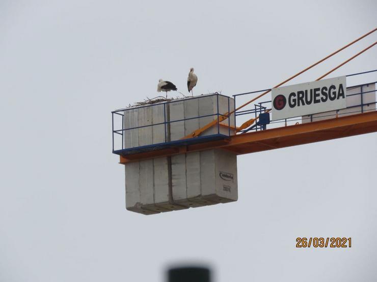 Niño dunha parella de cigoñas nunha grúa da construción en Ourense 