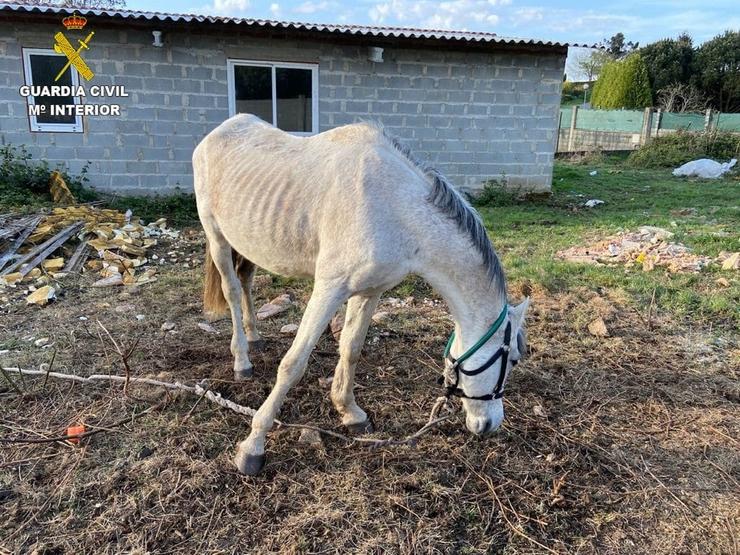 Cabalo desnutrido achado pola Garda Civil polo que foron investigados un veciño de Cerceda e outro da Coruña como presuntos  Autores dun delito de malos tratos animais.. GARDA CIVIL 