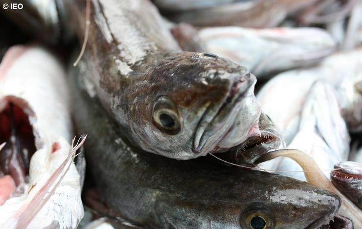 O IEO deseña un modelo de predición para a eficiencia económica na pesca. IEO / Europa Press