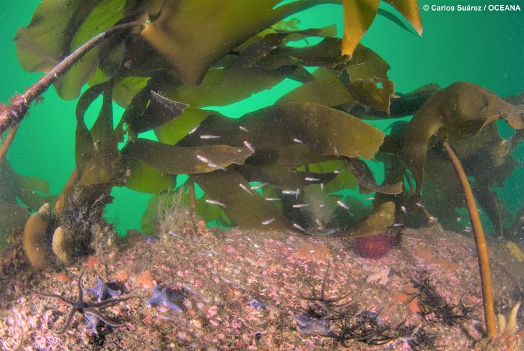 Bosque mariño de quelpos en Galicia / OCEANA-Carlos Suárez - Europa Press.