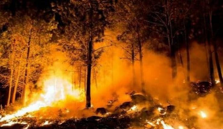 Incendio forestal / POR UN MONTE GALEGO CON FUTURO.