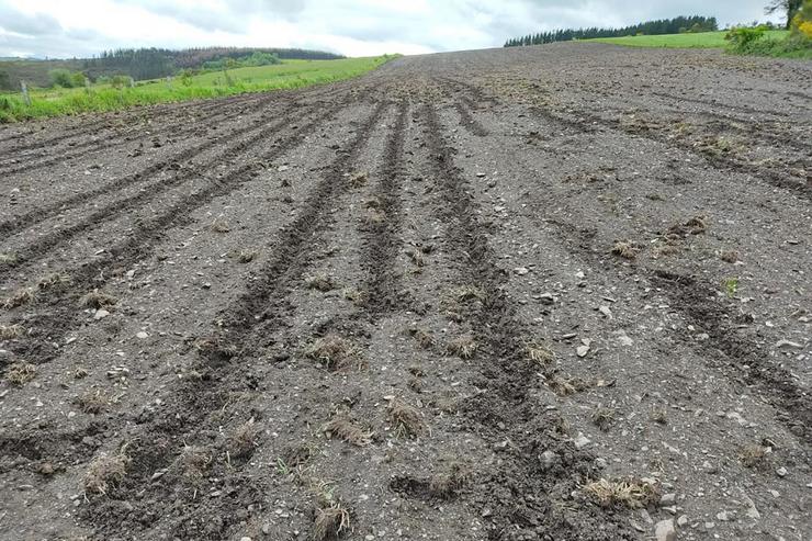 Danos dos xabaríns na sementeira, FONTE: AGROMURALLA