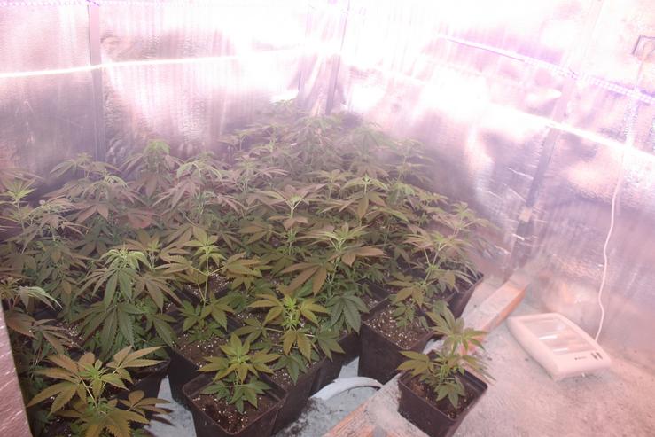 Plantas de marihuana intervidas a 14 integrantes dun grupo criminal detidos que operaba en varias provincias galegas.. GARDA CIVIL / Europa Press