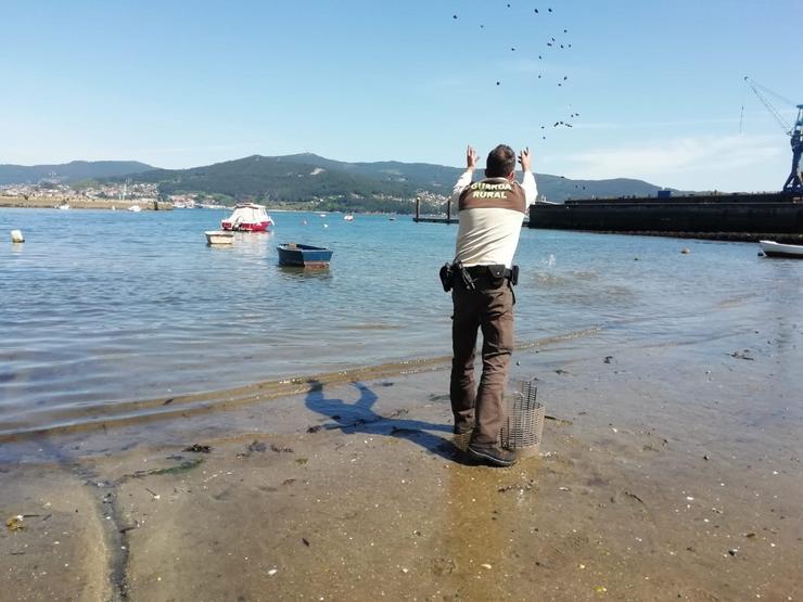 Un garda rural devolve ao mar a ameixa incautada a un furtivo na praia de Riós, en Vigo. POLICÍA LOCAL