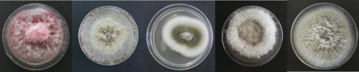Diferentes fungos endófitos en verza. CSIC 