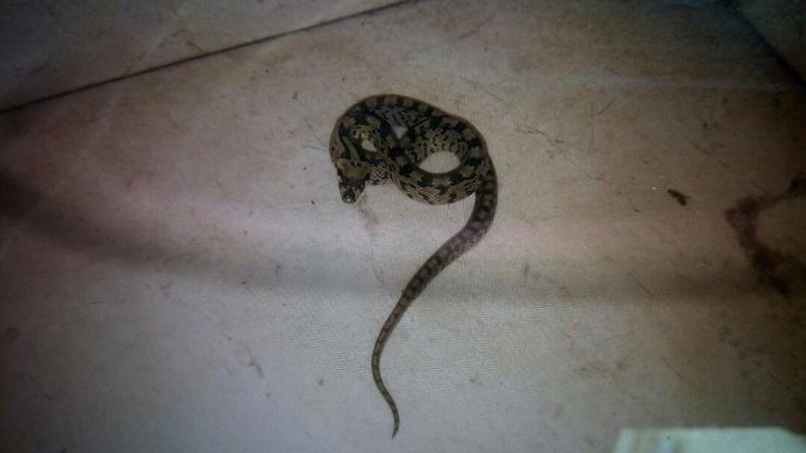 Unha das serpes capturadas en vivendas pola Policía Local de Vigo. POLICÍA LOCAL DE VIGO / Europa Press