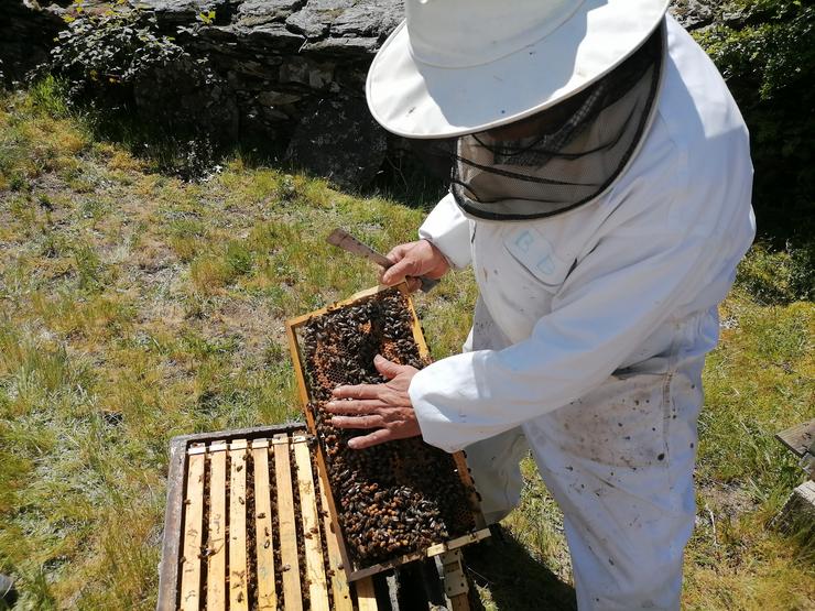 Un apicultor traballando coas súas colmeas / FEUGA - Arquivo