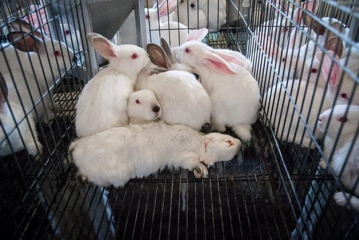 Arquivo - Coellos nunha gaiola. IGUALDADE ANIMAL - Arquivo