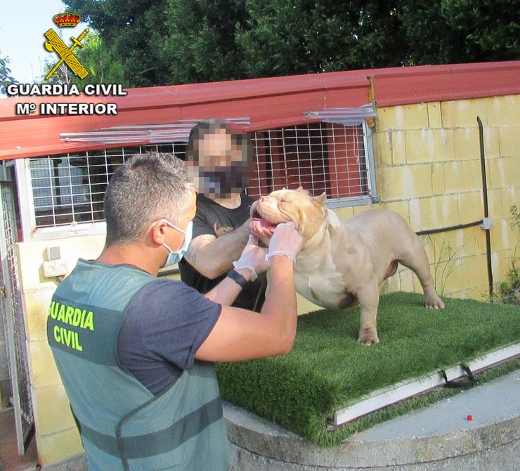 A Garda Civil recupera en Vigo dous cans que foran roubados en Sanxenxo (Pontevedra).. GARDA CIVIL 