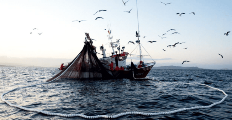 Barco do cerco, arte usada para pescar sardiña