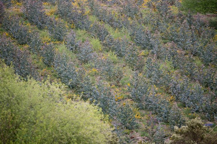 Arquivo - Repoboación de eucalipto na Fonsagrada a 22 de abril de 2021, en Lugo, Galicia (España).. Carlos Castro - Europa Press - Arquivo / Europa Press