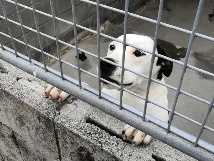 Un dos cans que está en adopción no Refuxio de Bando