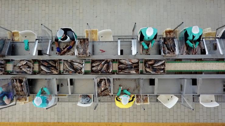 Traballadoras nunha fábrica conserveira. REMITIDA (INCIS)