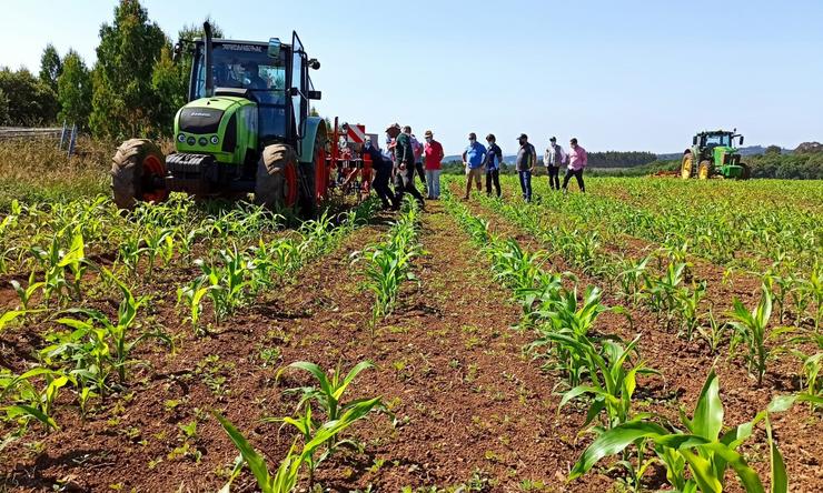 Gandeiros galegos fórmanse no control mecánico das malas herbas na produción de millo forrajero en ecolóxico. XUNTA / Europa Press