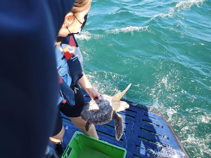 Tartaruga Nbego devolta ao mar tras ser atopada en Cariño. XUNTA / Europa Press