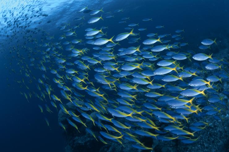 Exposición 'Vos nosos océanos', de Afundación e Abanca en Sanxenxo. REMITIDA ABANCA AFUNDACIÓN