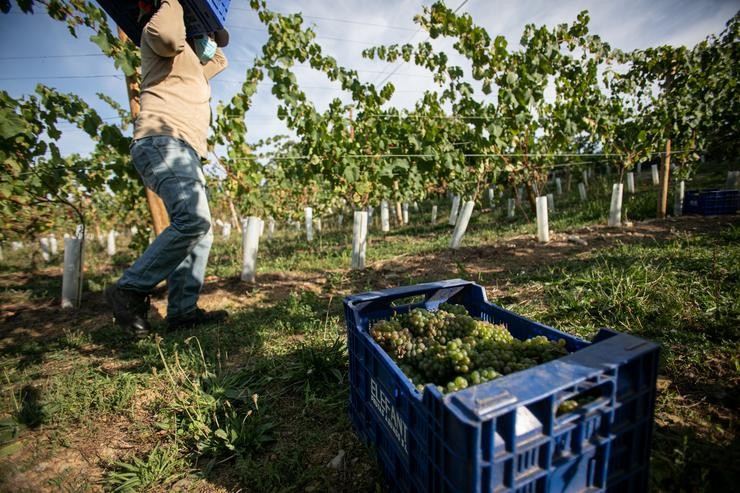 Arquivo - Un traballador da Adega Txabarri transporta uvas durante a vendima para producir txakoli de Bizkaia. Iñaki Berasaluce - Europa Press - Arquivo 