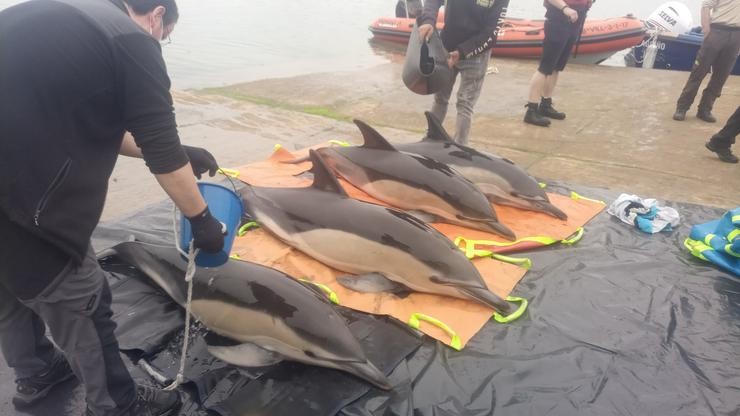 Liberados catro golfiños que quedaron varados na ría de Arousa. CONSELLERÍA DE MEDIO AMBIENTE 