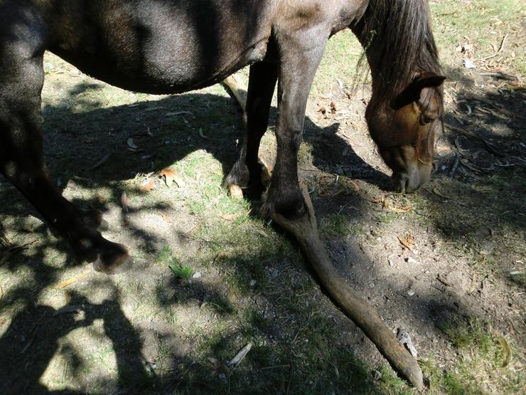 A Asociación Animalista 