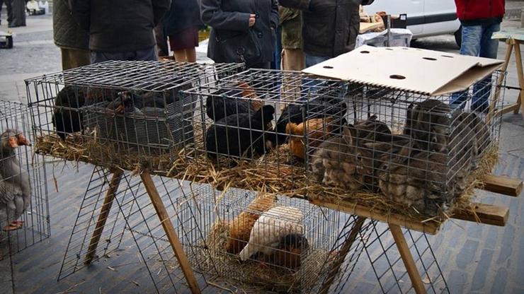 Galiñas e aves en gaiolas na feira de Vilalba que motivaron unha denuncia do Pacma / remitida