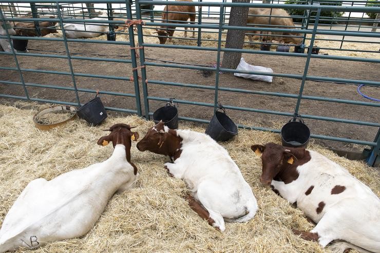 Arquivo - Vacas durante unha mostra de gando. Foto de arquivo.. Rafael Bastante - Europa Press - Arquivo