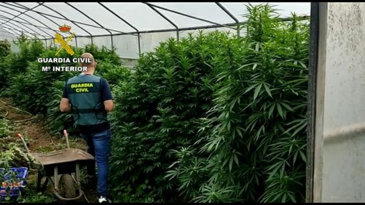 Plantación de cannabis. GARDA CIVIL 