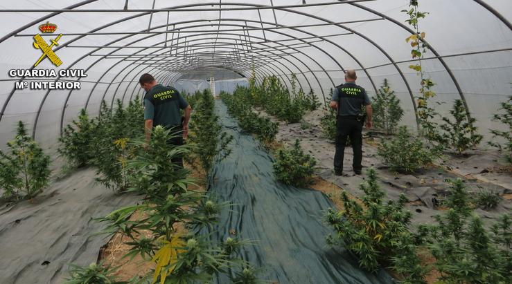 Plantación de marihuana en Silleda (Pontevedra) / Europa Press